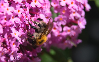 garden flowers