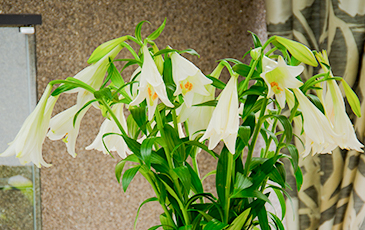 White Flowers