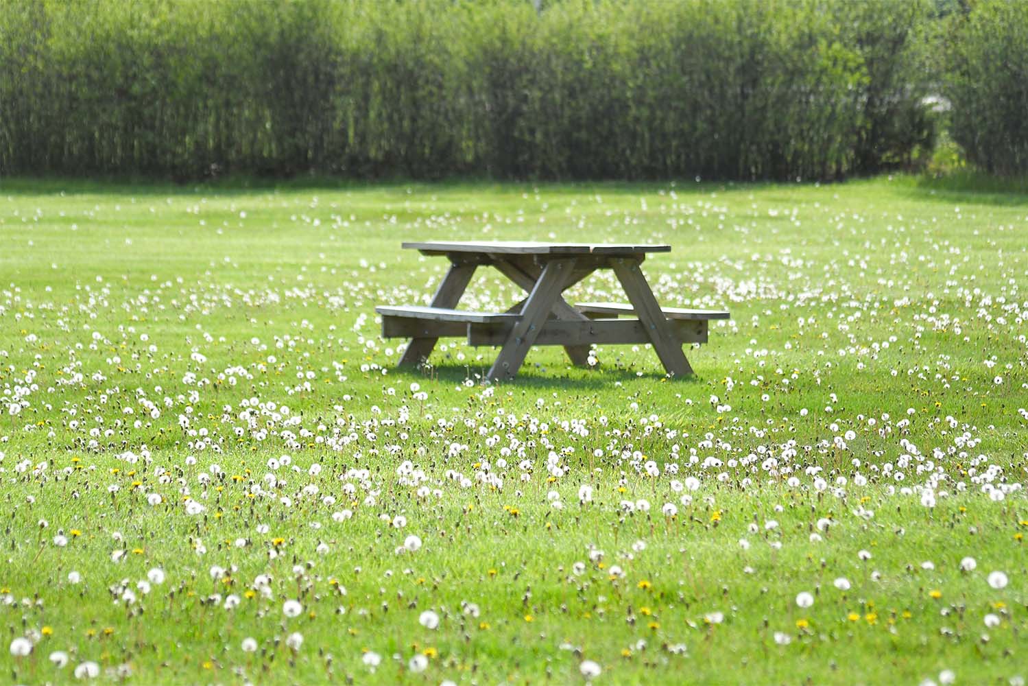 Picnic Bench