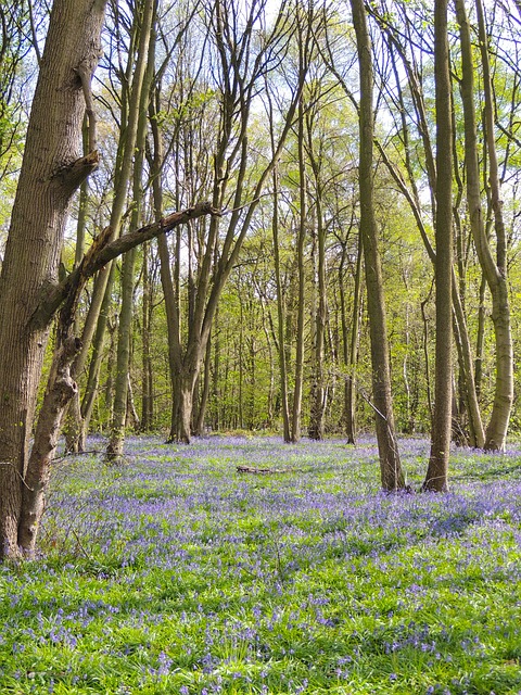 Rufford park