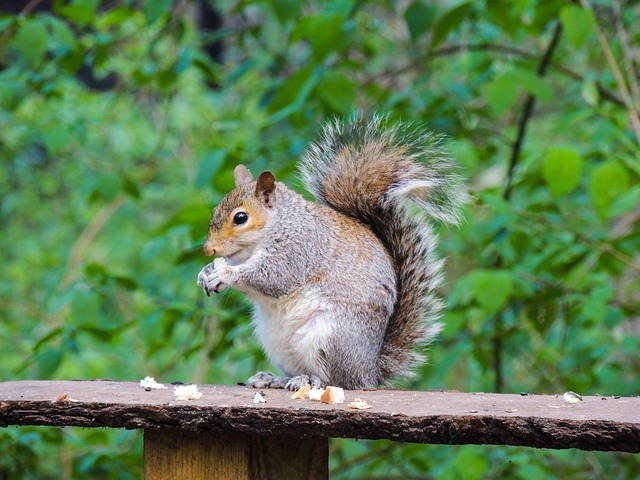Squirrel